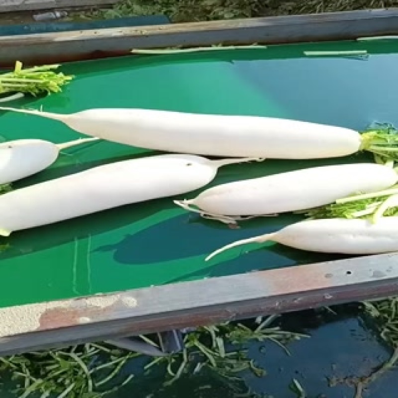 涞水白萝卜
