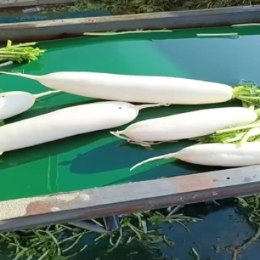 涞水白萝卜