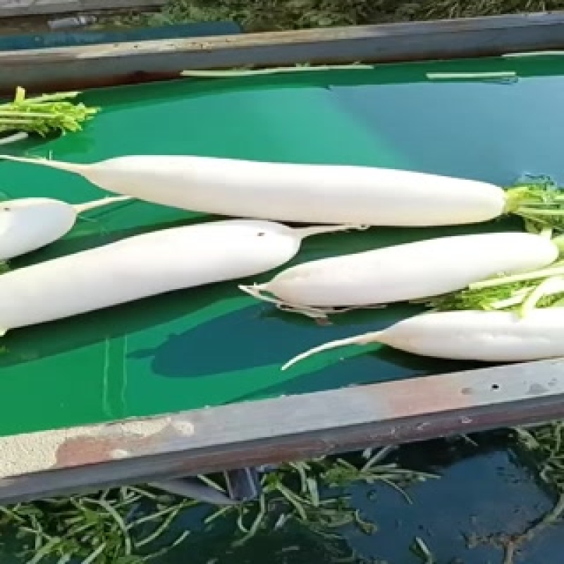 涞水白萝卜