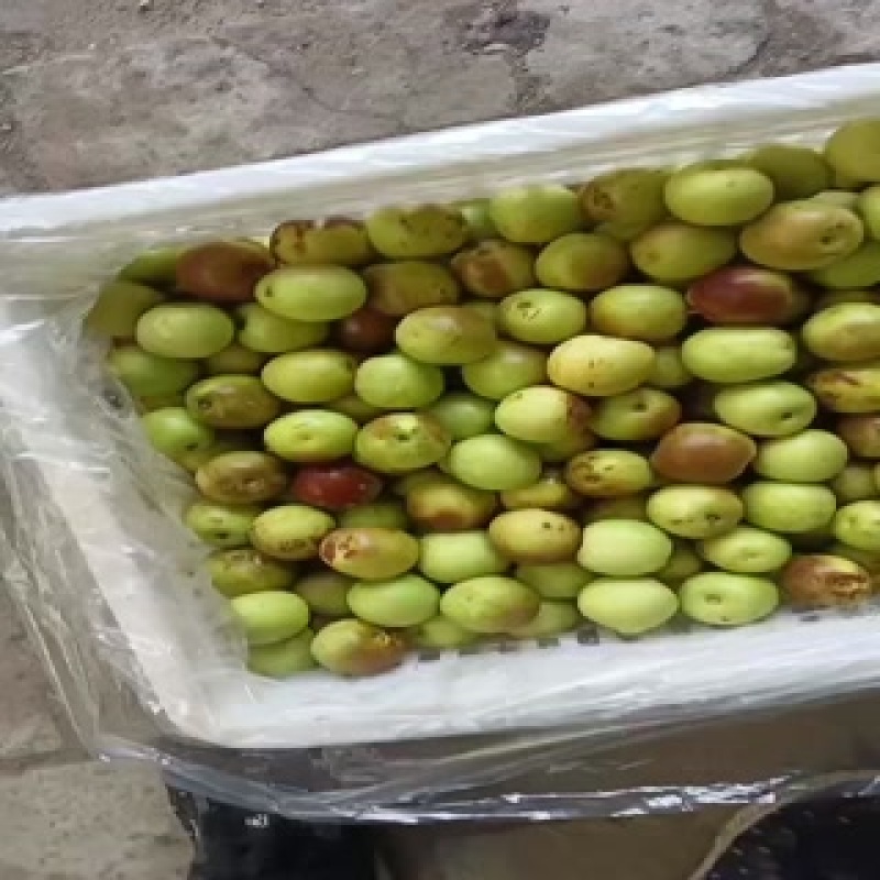 沾化冬枣