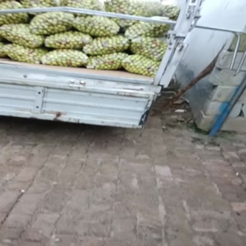 沾化冬枣