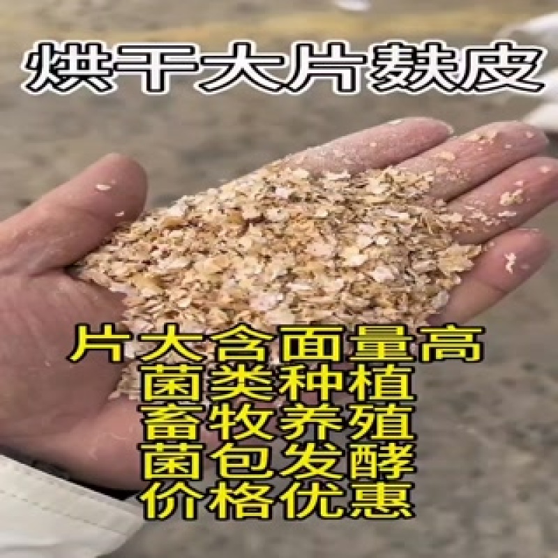 大片麸皮养殖鸡鸭鹅**