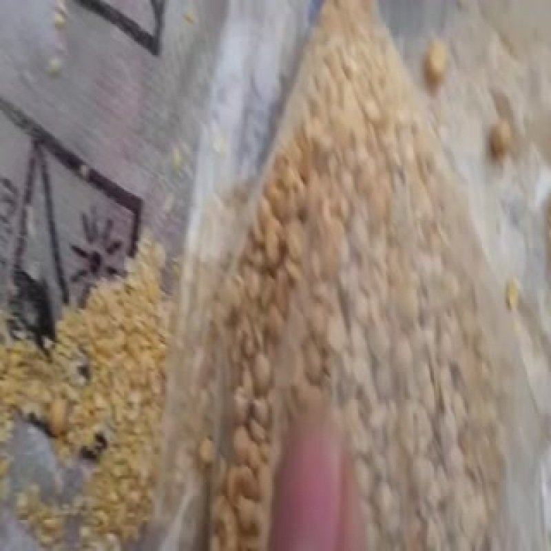 养殖专用碎大豆
