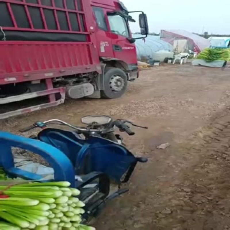 陕西省渭南市蒲城县大棚种植基地蔬菜瓜果
