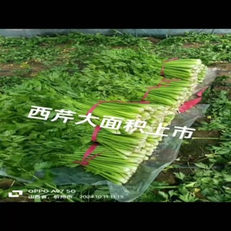 陕西省渭南市蒲城县大棚种植基地蔬菜瓜果
