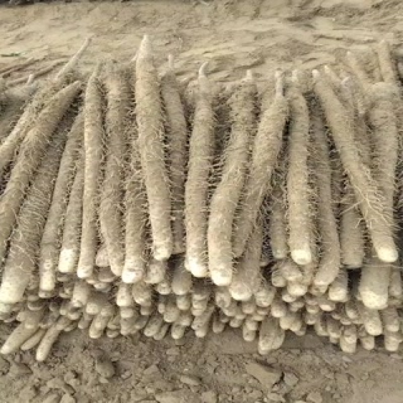 麻山药