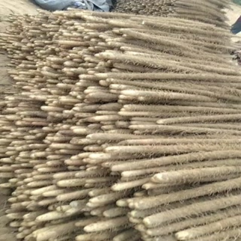 麻山药