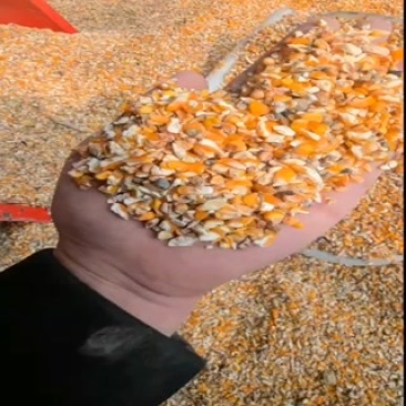 净粮碎玉米