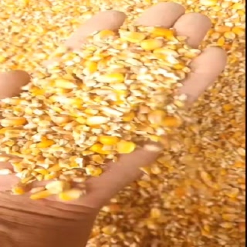 净粮碎玉米