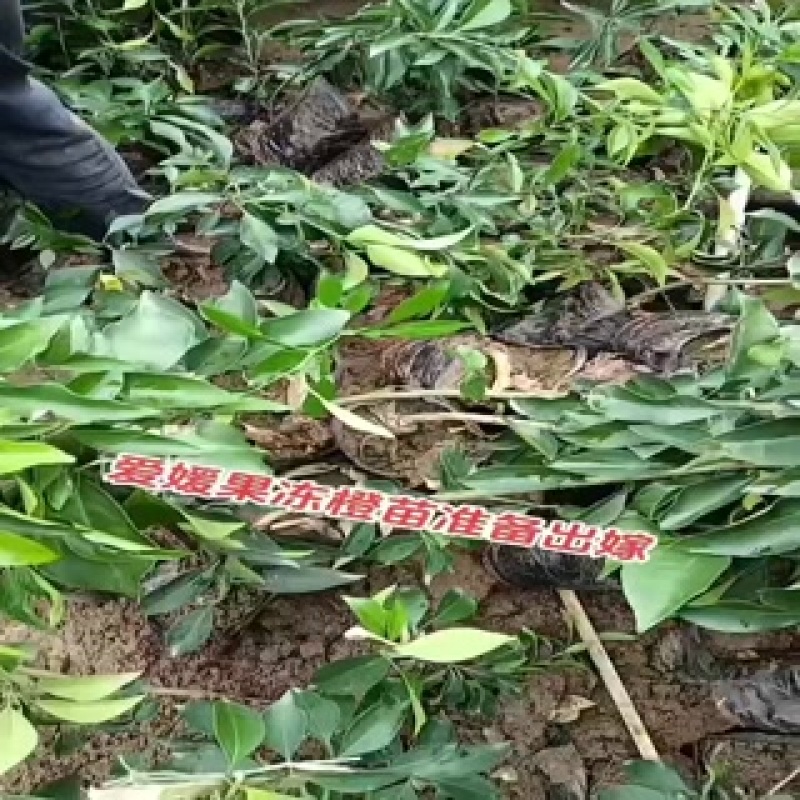 爱媛38果冻橙苗，杯苗，地秒。定植苗规格齐全品种保证