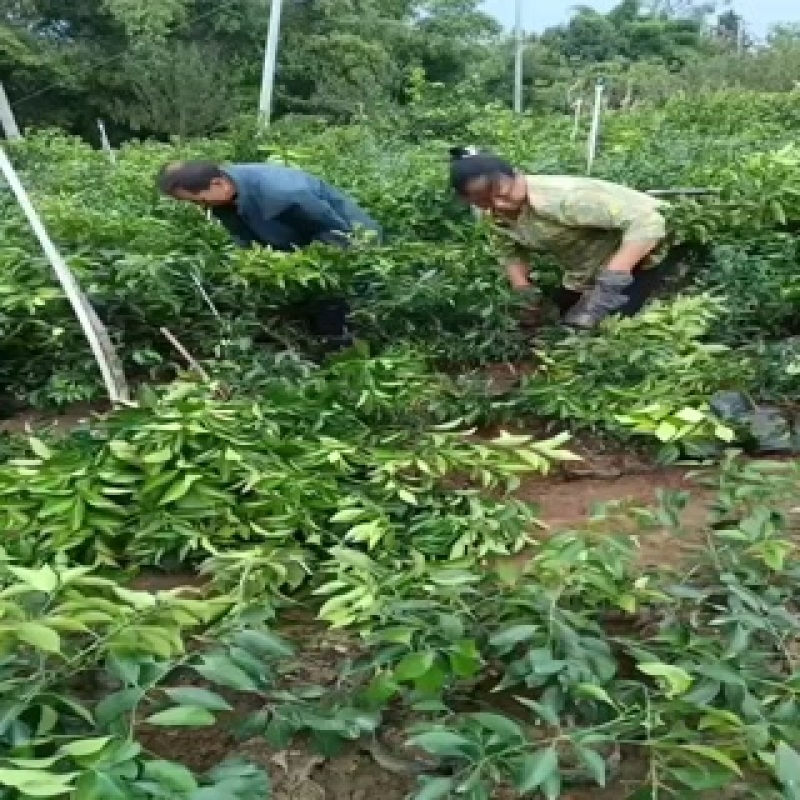 爱媛38果冻橙苗，杯苗，地秒。定植苗规格齐全品种保证