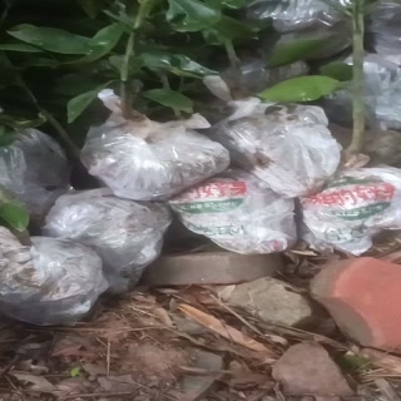 爱媛38果冻橙苗，杯苗，地秒。定植苗规格齐全品种保证