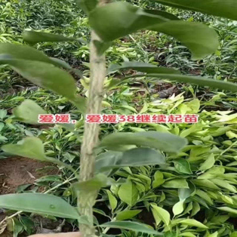 爱媛38果冻橙苗，杯苗，地秒。定植苗规格齐全品种保证