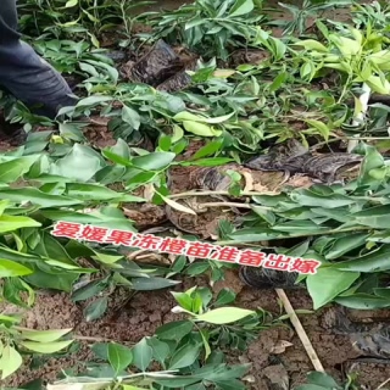 爱媛38果冻橙苗，杯苗，地秒。定植苗规格齐全品种保证
