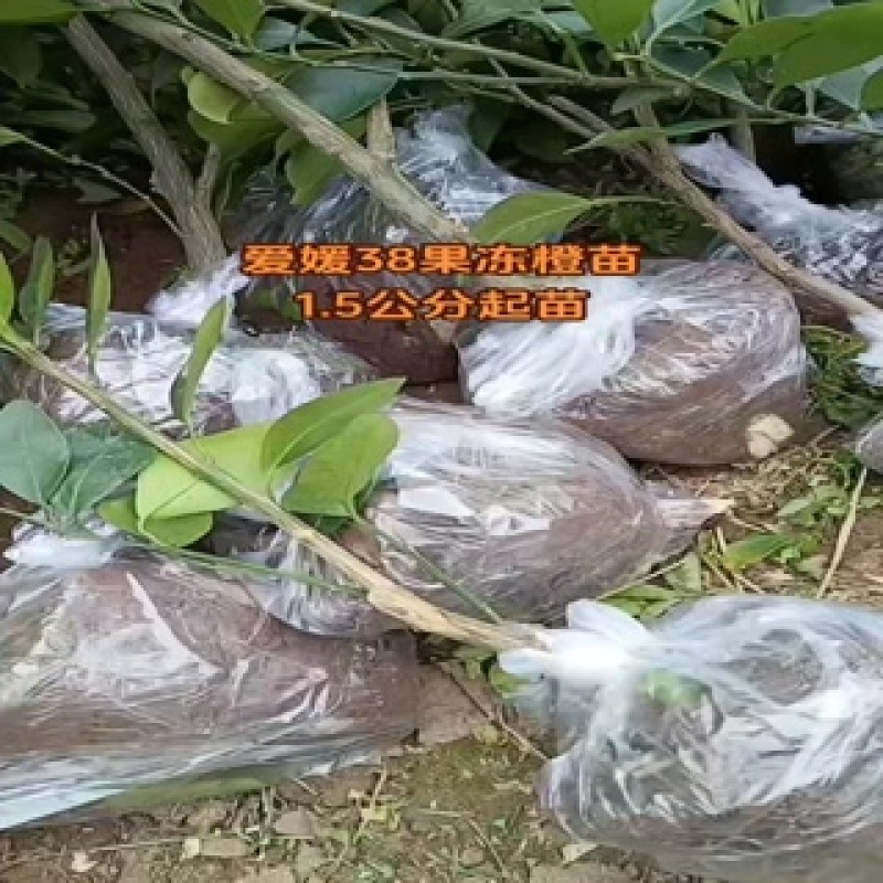 爱媛38果冻橙苗，杯苗，地秒。定植苗规格齐全品种保证