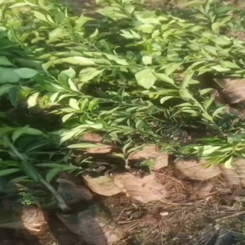 爱媛38果冻橙苗，杯苗，地秒。定植苗规格齐全品种保证