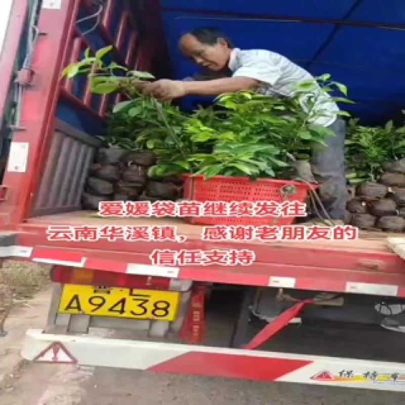 爱媛38果冻橙苗，杯苗，地秒。定植苗规格齐全品种保证