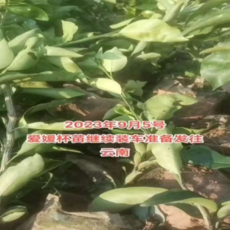 爱媛38果冻橙苗，杯苗，地秒。定植苗规格齐全品种保证