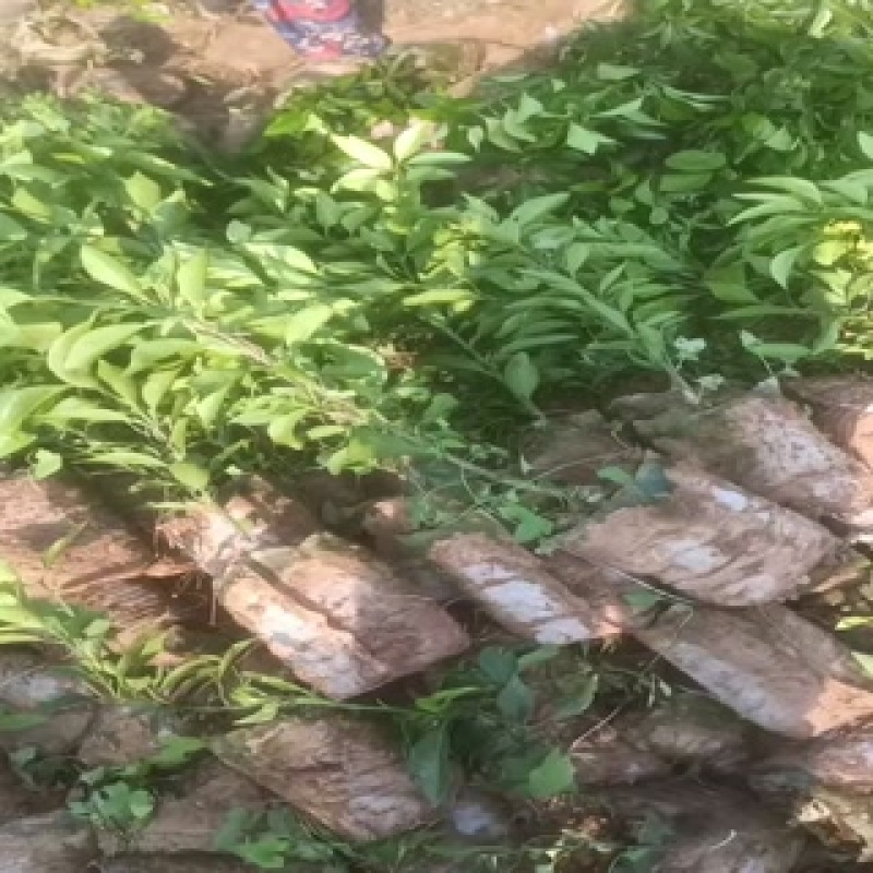 爱媛38果冻橙苗，杯苗，地秒。定植苗规格齐全品种保证