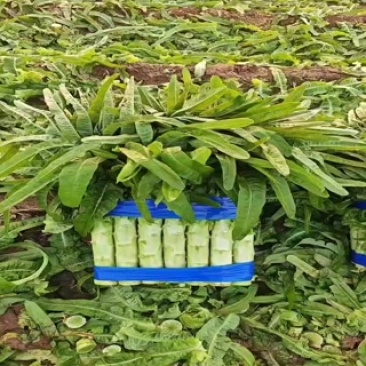 精品莴笋,质量好,商超品质,欢迎老板下单,