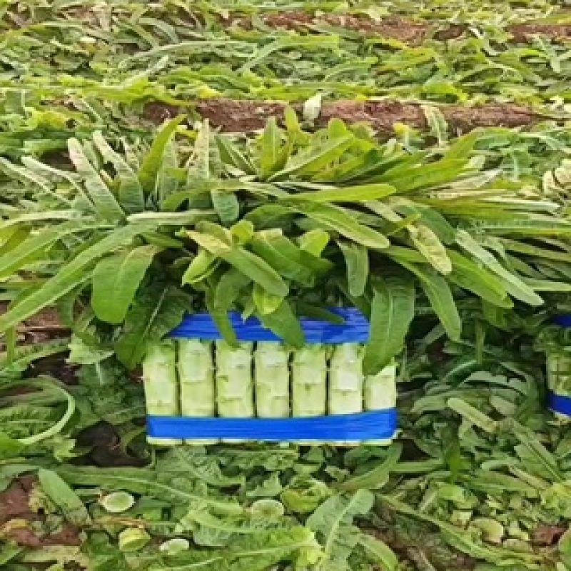 精品莴笋，质量好，商超品质，欢迎老板下单，