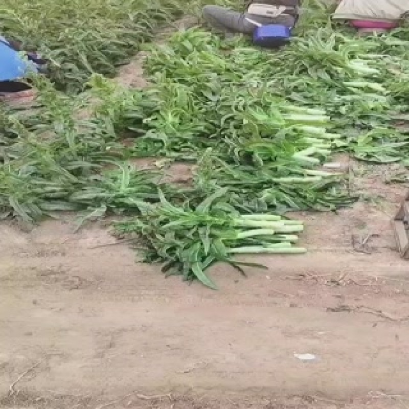 精品莴笋，质量好，商超品质，欢迎老板下单，