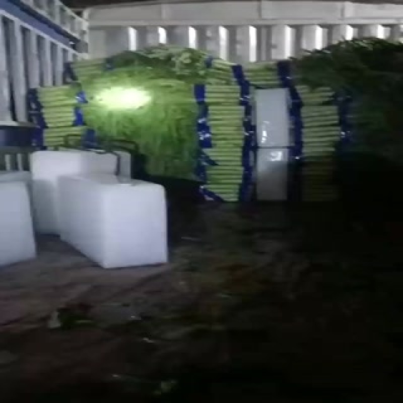 精品莴笋，质量好，商超品质，欢迎老板下单，