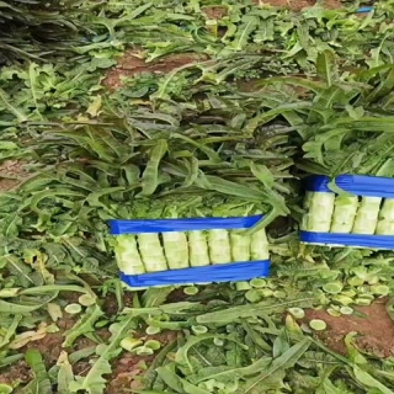精品莴笋，质量好，商超品质，欢迎老板下单，