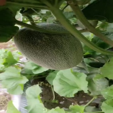 北海最后一批哈密瓜