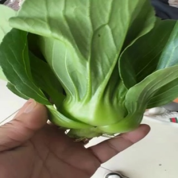 苏州青