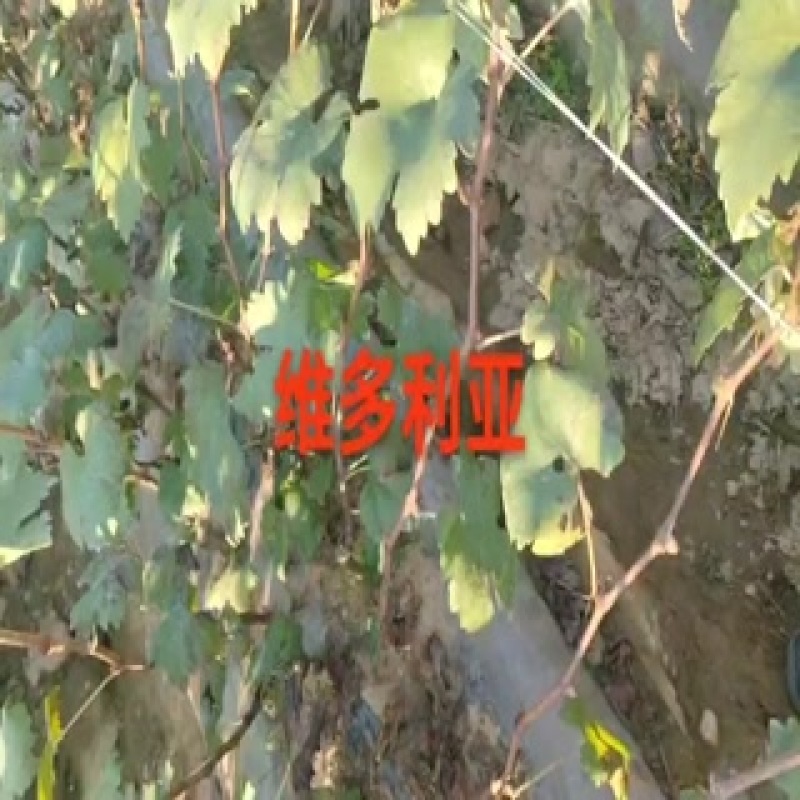 维多利亚葡萄苗