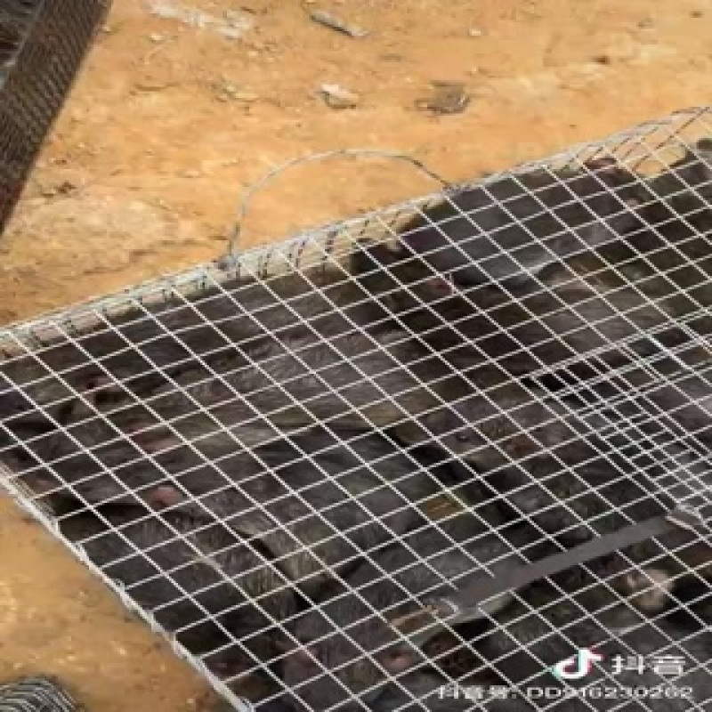山鼠田鼠白条山鼠大量供应。