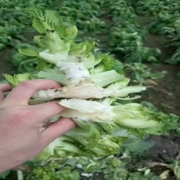 需要的来