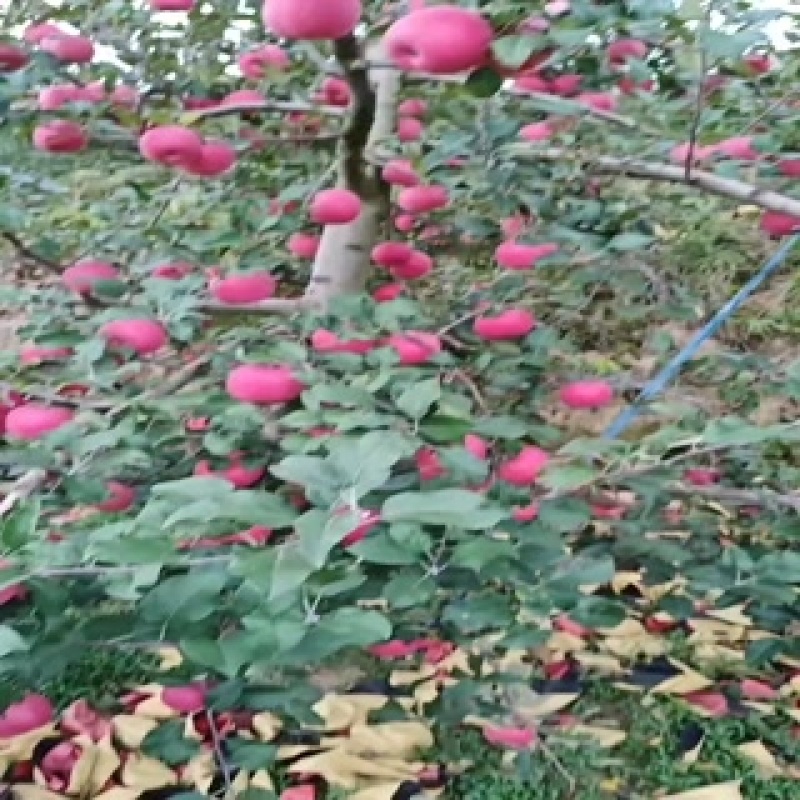 甘肃静宁苹果