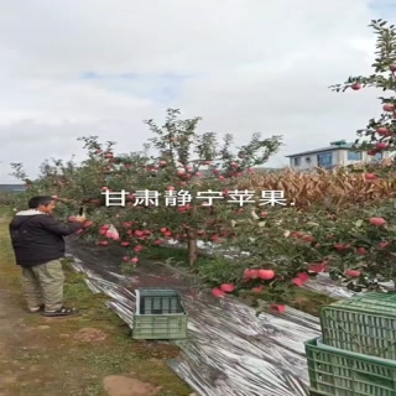 甘肃静宁苹果