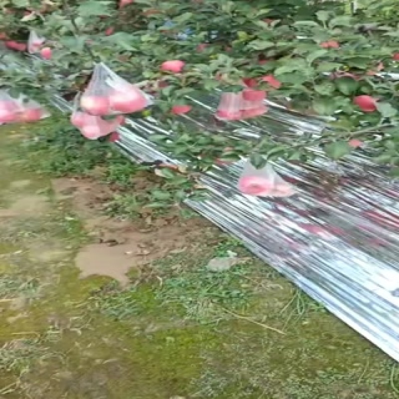 甘肃静宁苹果