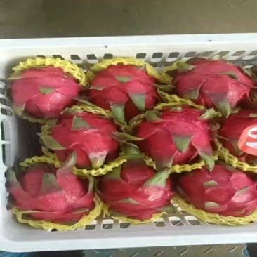 广西南宁火龙果基地，欢迎大量采购或一件代发。
