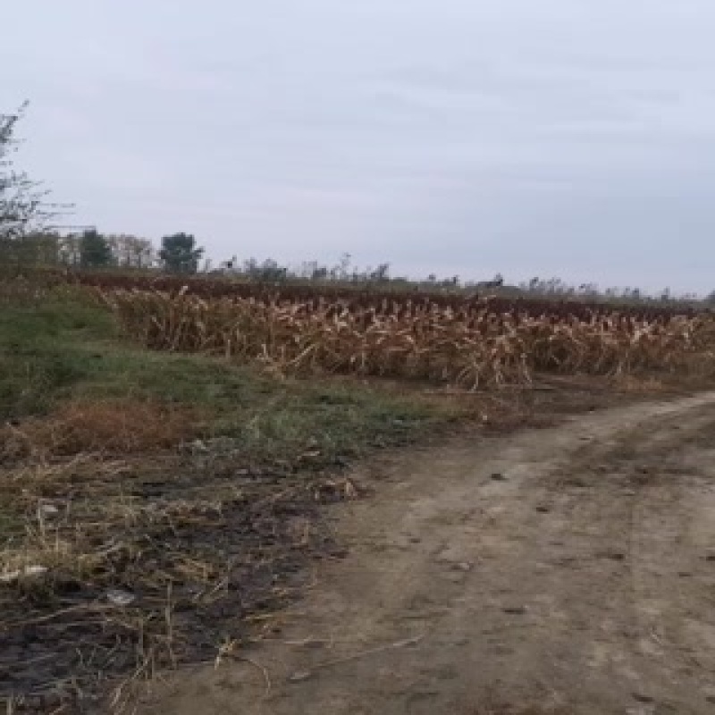 高粱成熟了货源充足