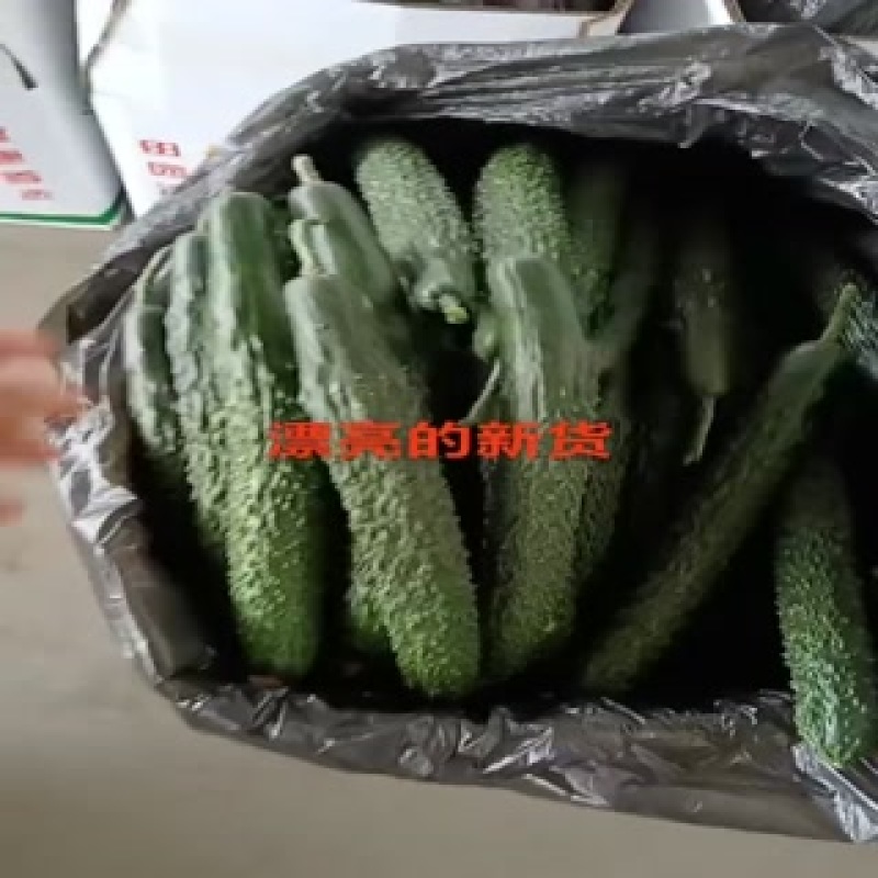 甘肃省白银市靖远县，精品黄瓜