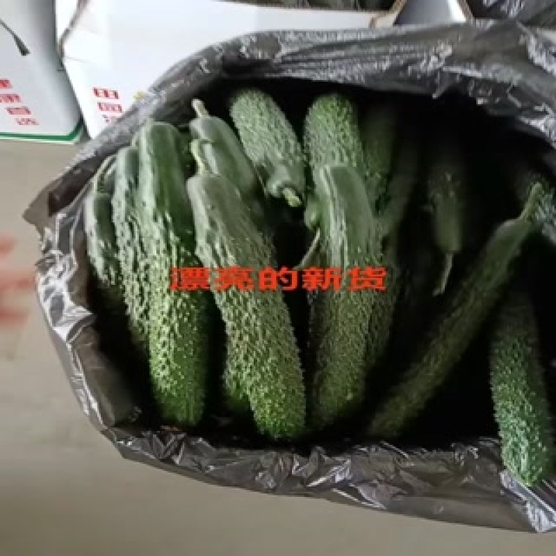 甘肃省白银市靖远县，精品黄瓜