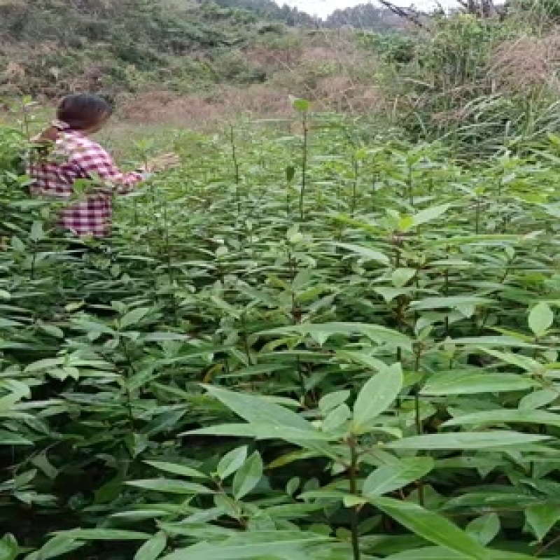 高产木姜子苗