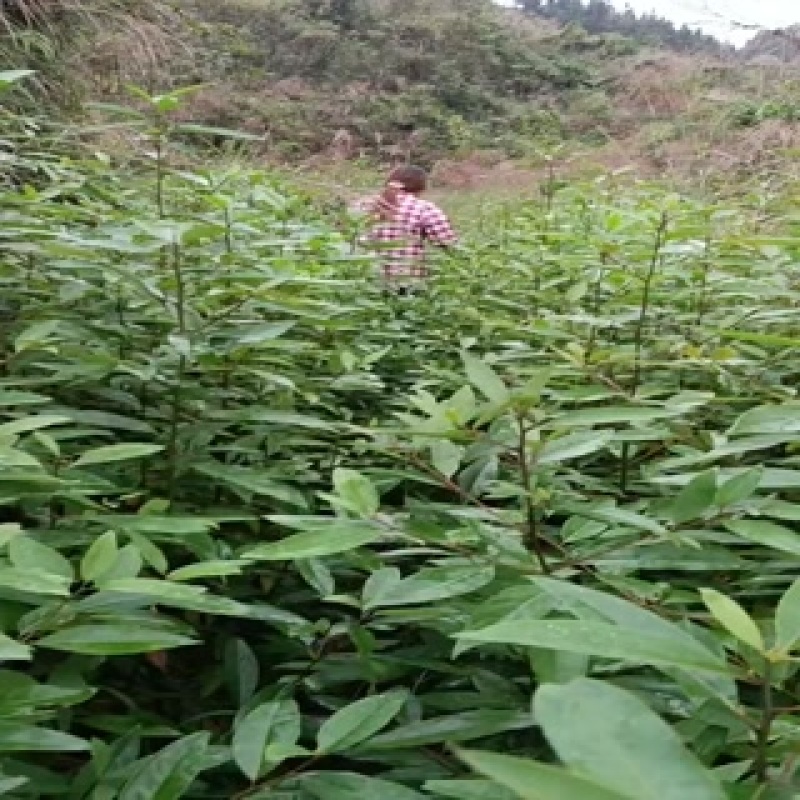 高产木姜子苗