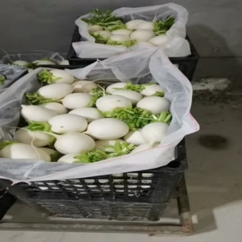 圆萝卜大果小果通通有货