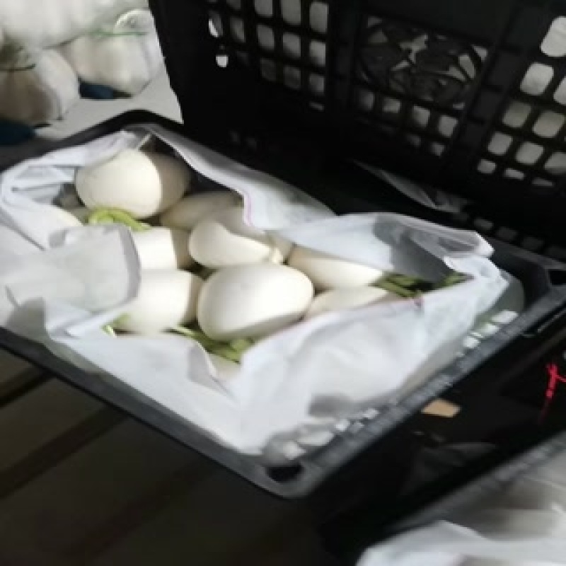 圆萝卜大果小果通通有货