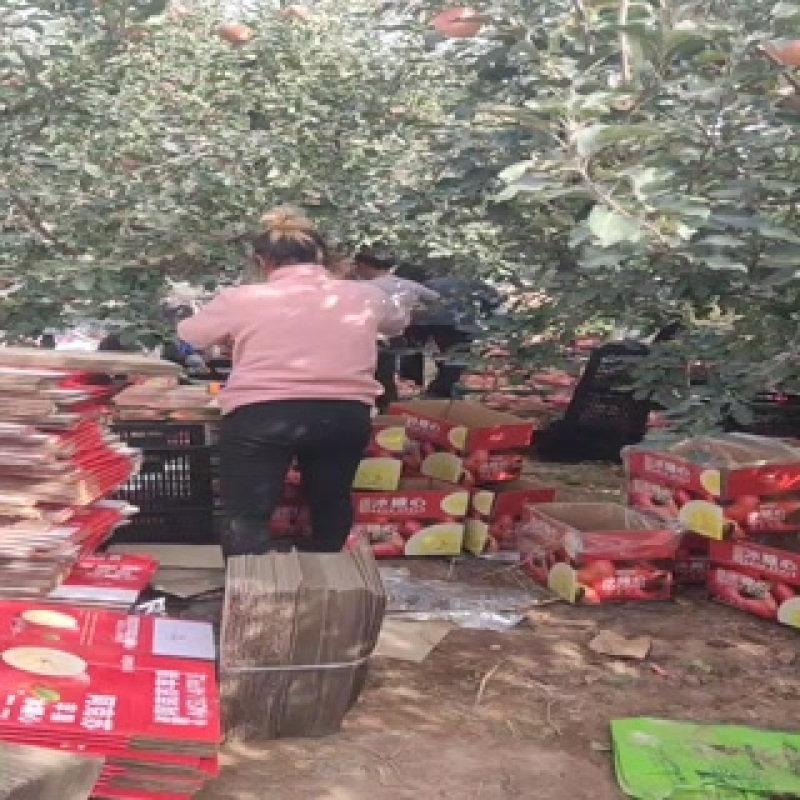 阿克苏冰糖心苹果，每个都有糖心，今年的行情谁能预测？