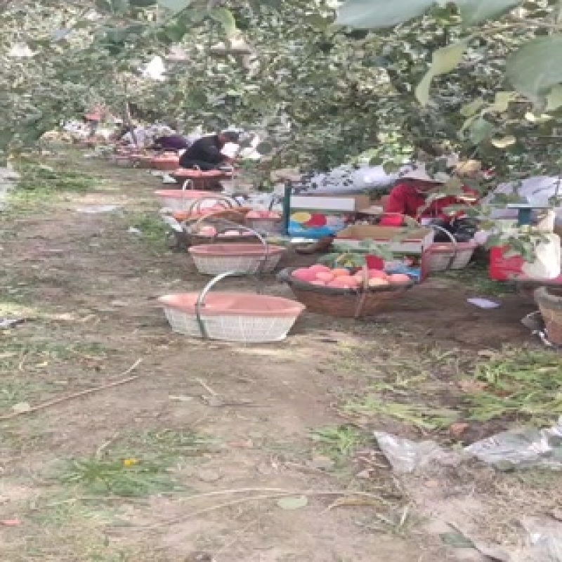 阿克苏冰糖心苹果，每个都有糖心，今年的行情谁能预测？