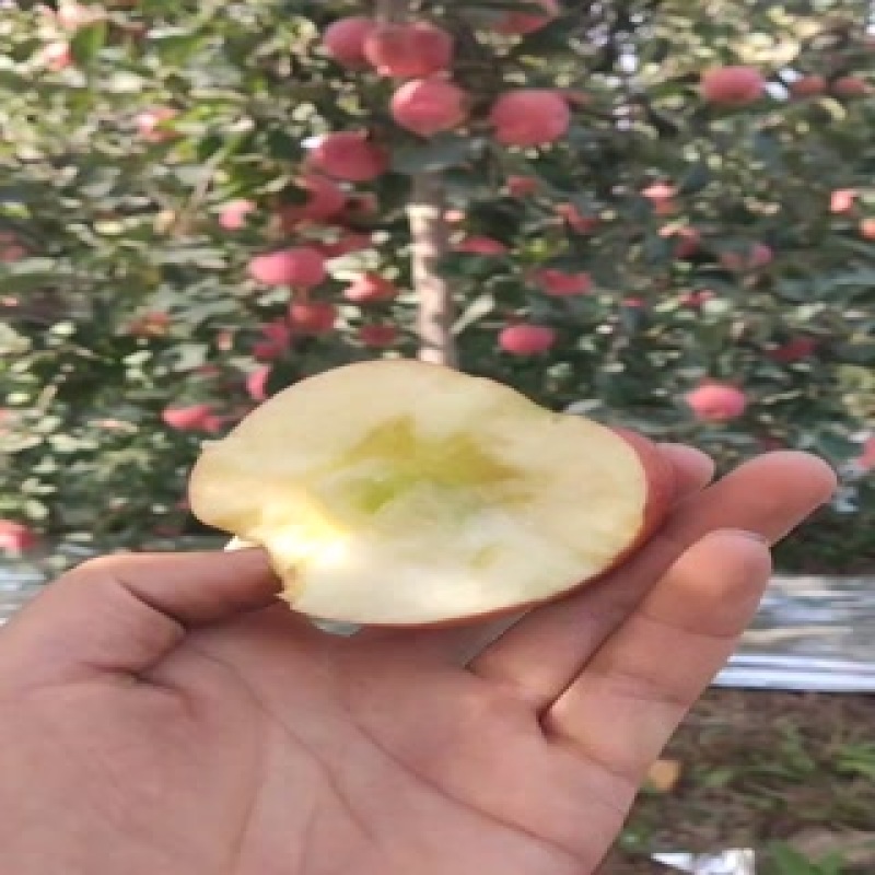 阿克苏冰糖心苹果，每个都有糖心，今年的行情谁能预测？