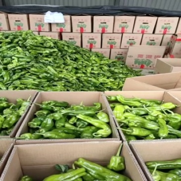 精品芜湖椒