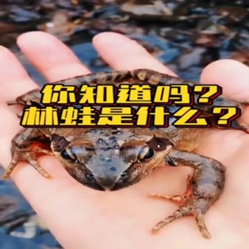 东北林蛙