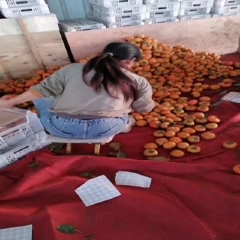 阳丰柿子大量上市个大颜色口感甜